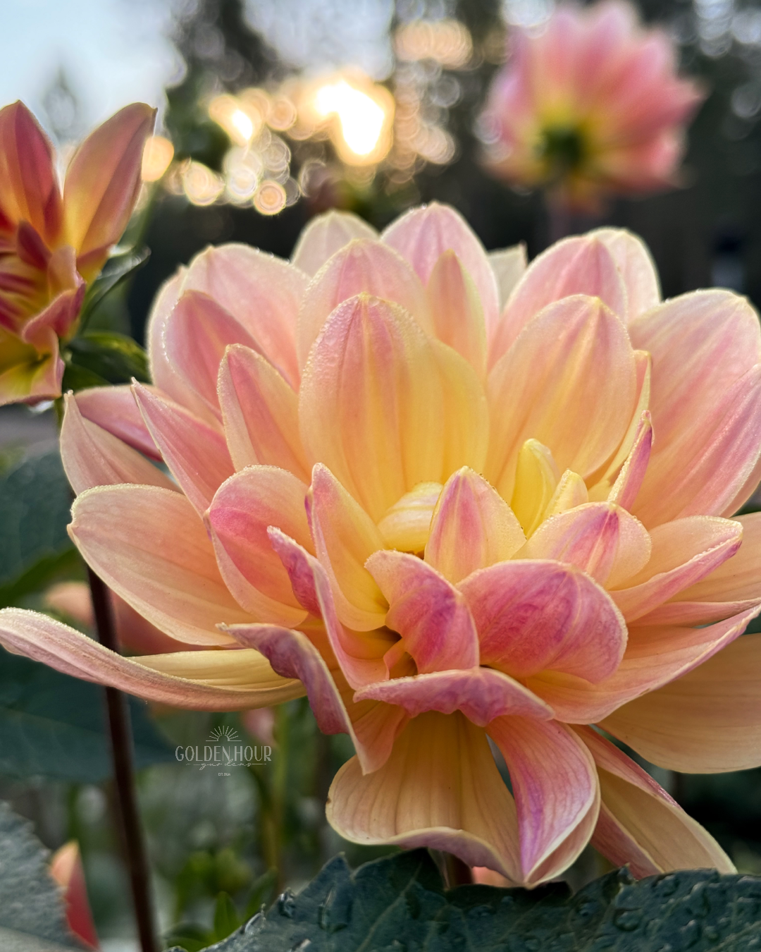 Pat Fearey Dahlia Tuber, Pat Fearey Dahlia Bulb, Pat Fearey Dahlia Flower, Pat Fearey Dahlia Sale