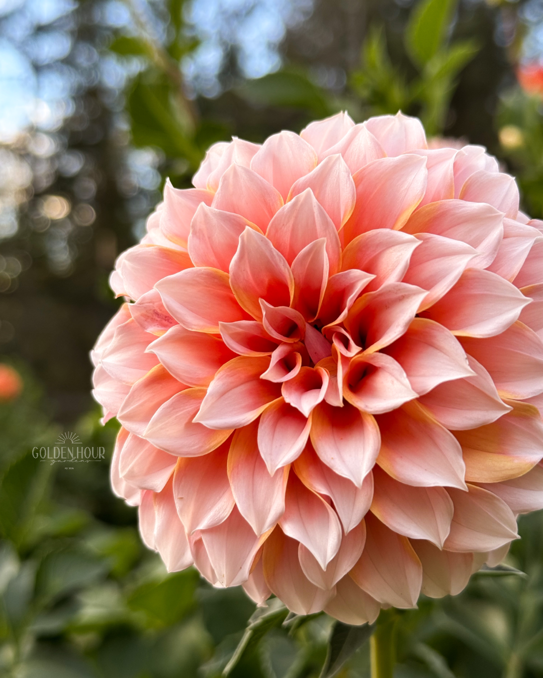 Peaches N Cream Dahlia Tuber, Peaches N Cream Dahlia Bulb, Peaches N Cream Dahlia Flower, Peaches N Cream Dahlia Sale, Peaches N Cream Dahlia