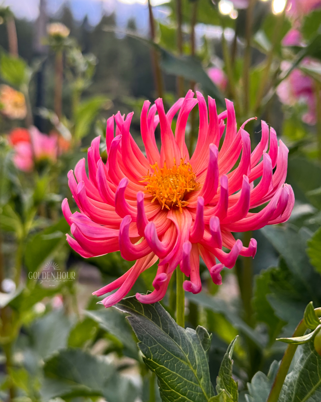 Rivers Coral Dahlia Tuber, Rivers Coral Dahlia Flower, Rivers Coral Dahlia Bulb, Rivers Coral Dahlia Sale, Rivers Coral Dahlia