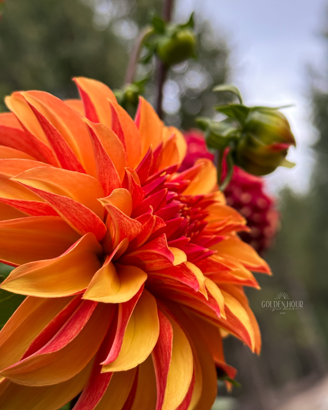 River's Phoenix Dahlia Tuber, River's Phoenix Dahlia Flower, River's Phoenix Dahlia Bulb, River's Phoenix Dahlia Sale, River's Phoenix Dahlia