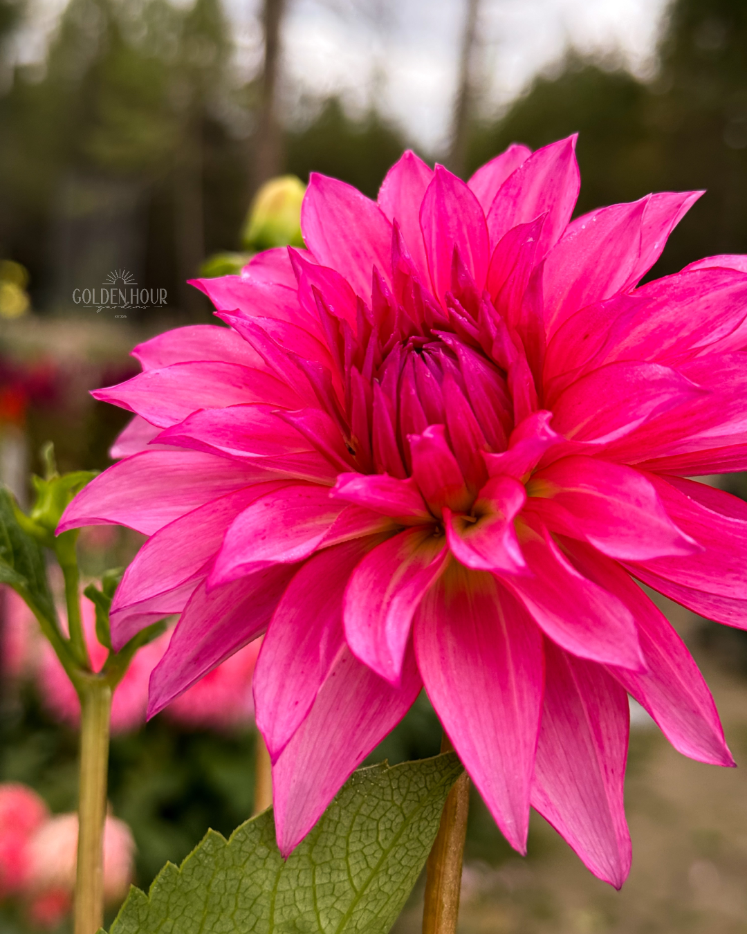 River's Watermelon Dahlia Tuber, River's Watermelon Dahlia Flower, River's Watermelon Dahlia Bulb, River's Watermelon Dahlia Sale, River's Watermelon Dahlia