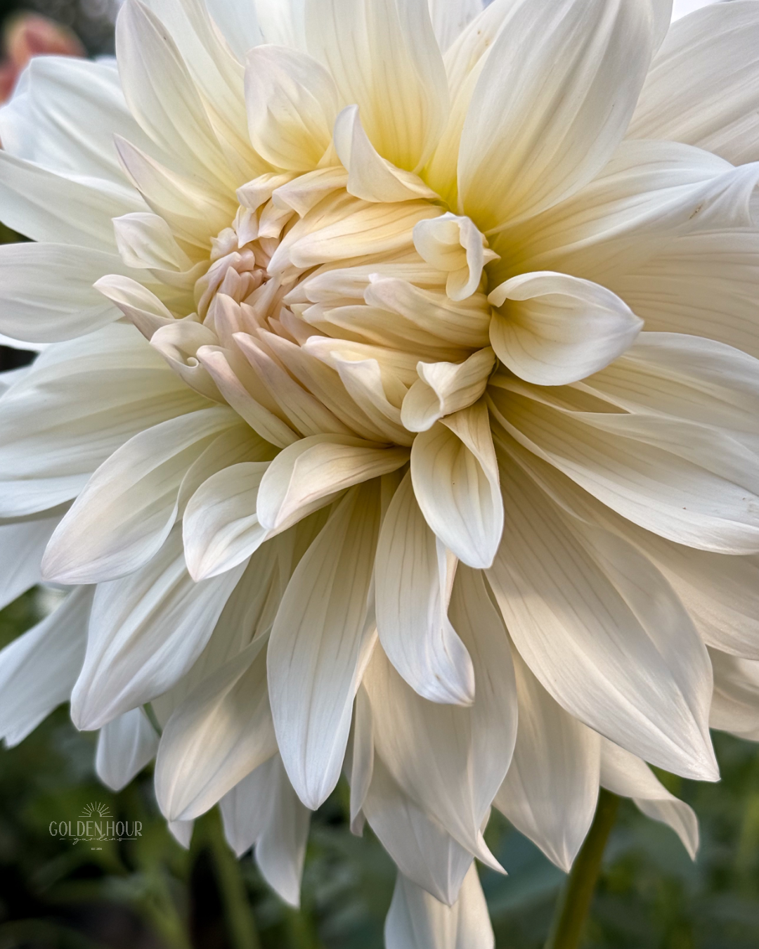 Roque Starburst Dahlia Tuber, Roque Starburst Dahlia Bulb, Roque Starburst Dahlia Flower, Roque Starburst Dahlia Sale, Roque Starburst Dahlia