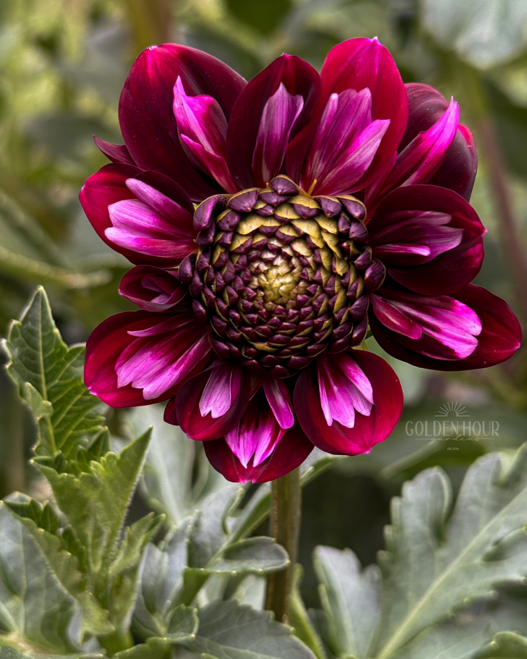 Rosie Raven Dahlia Tuber, Rosie Raven Dahlia Bulb, Rosie Raven Dahlia Flower, Rosie Raven Dahlia Bloom