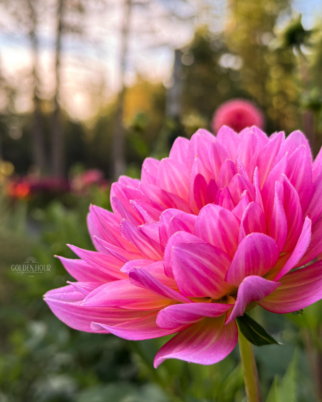 Ruthie G Dahlia Tuber, Ruthie G Dahlia Bulb, Ruthie G Dahlia Flower, Ruthie G Dahlia Sale,