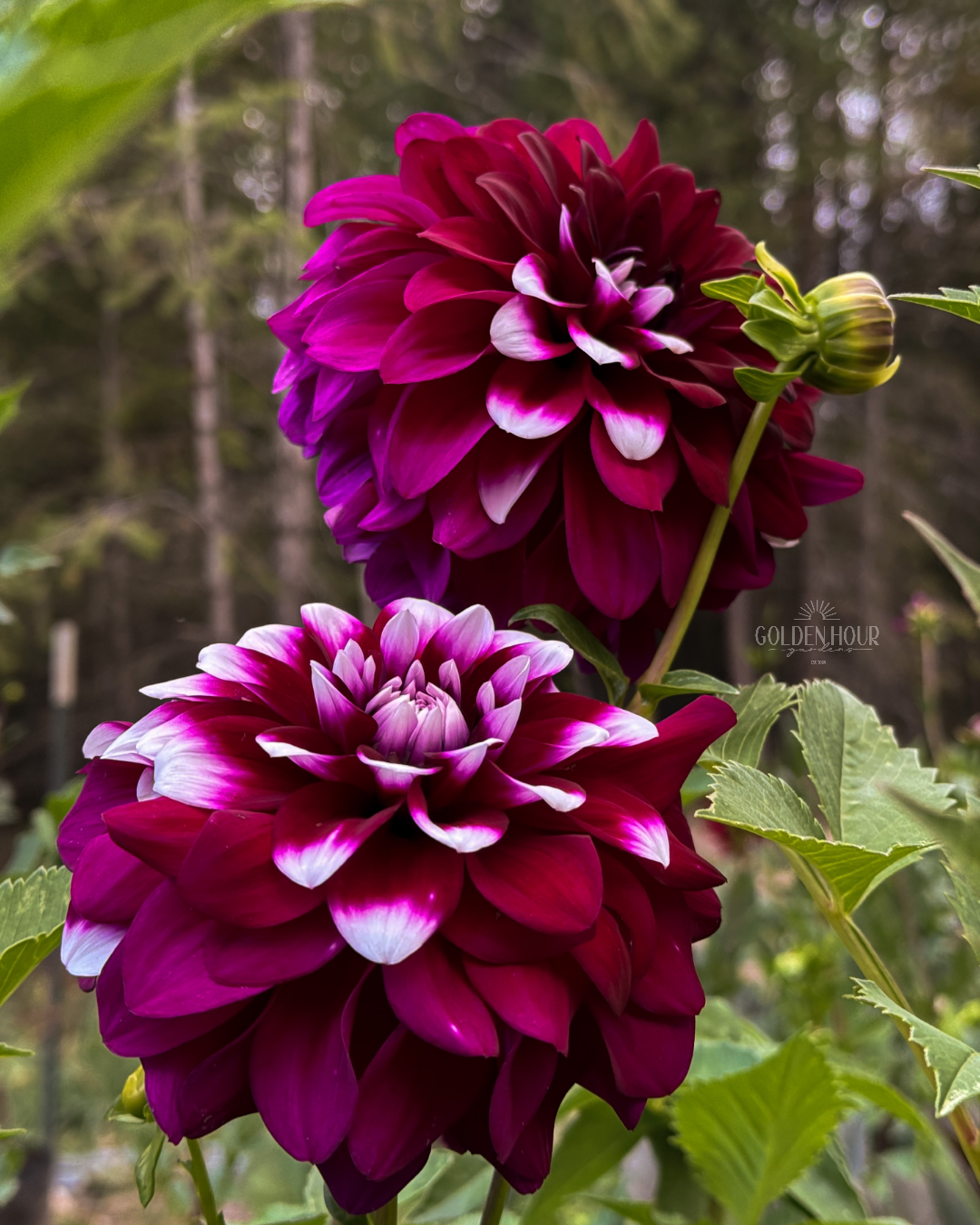 Ryan C Dahlia Tuber, Ryan C Dahlia Bulb, Ryan C Dahlia Flower, Ryan C Dahlia Sale, Ryan C Dahlia