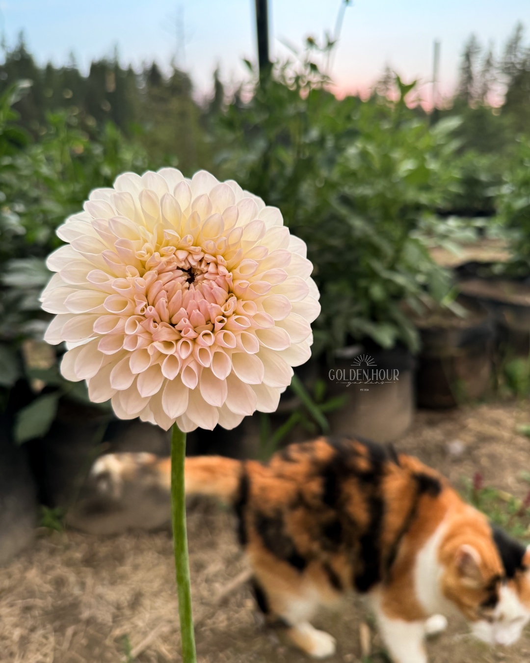 Ryecroft Brenda T Dahlia Tuber, Ryecroft Brenda T Dahlia Bulb, Ryecroft Brenda T Dahlia Flower, Ryecroft Brenda T Dahlia Sale, Ryecroft Brenda T Dahlia