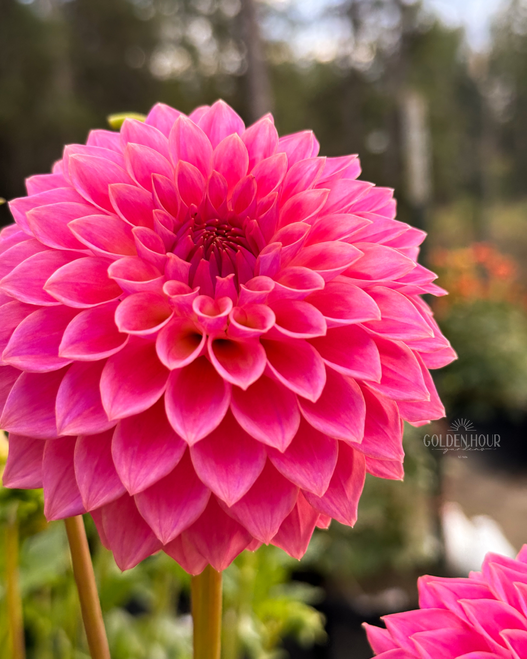 Ryecroft Pride Dahlia Tuber, Ryecroft Pride Dahlia Bulb, Ryecroft Pride Dahlia Flower, Ryecroft Pride Dahlia Sale, Ryecroft Pride Dahlia