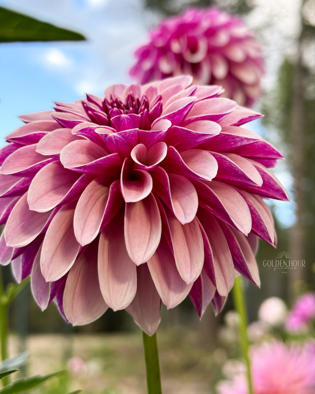 Salish Twilight Girl Dahlia Bulb, Salish Twilight Girl Dahlia Tuber, Salish Twilight Girl Dahlia Flower, Salish Twilight Girl Dahlia