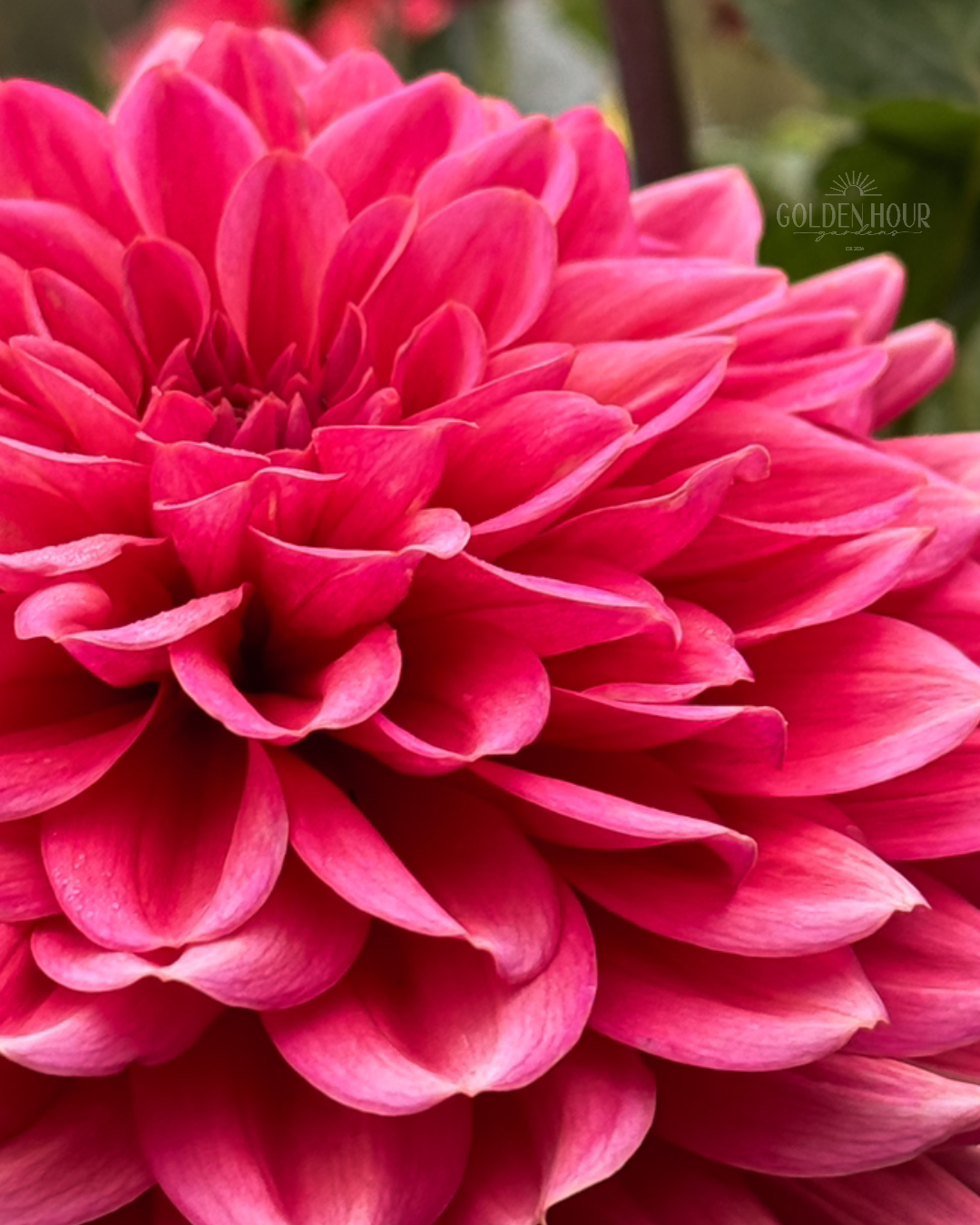 Salmon Runner Dahlia Tuber, Salmon Runner Dahlia Bulb, Salmon Runner Dahlia Flower, Salmon Runner Dahlia Bloom