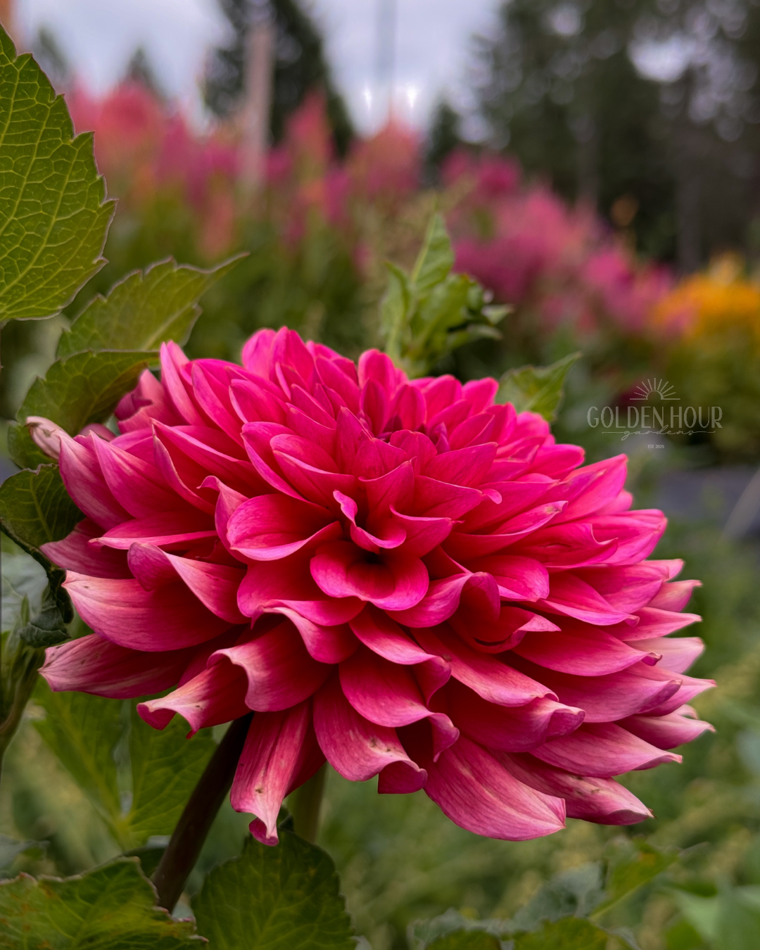 Salmon Runner Dahlia Tuber, Salmon Runner Dahlia Bulb, Salmon Runner Dahlia Flower, Salmon Runner Dahlia Bloom