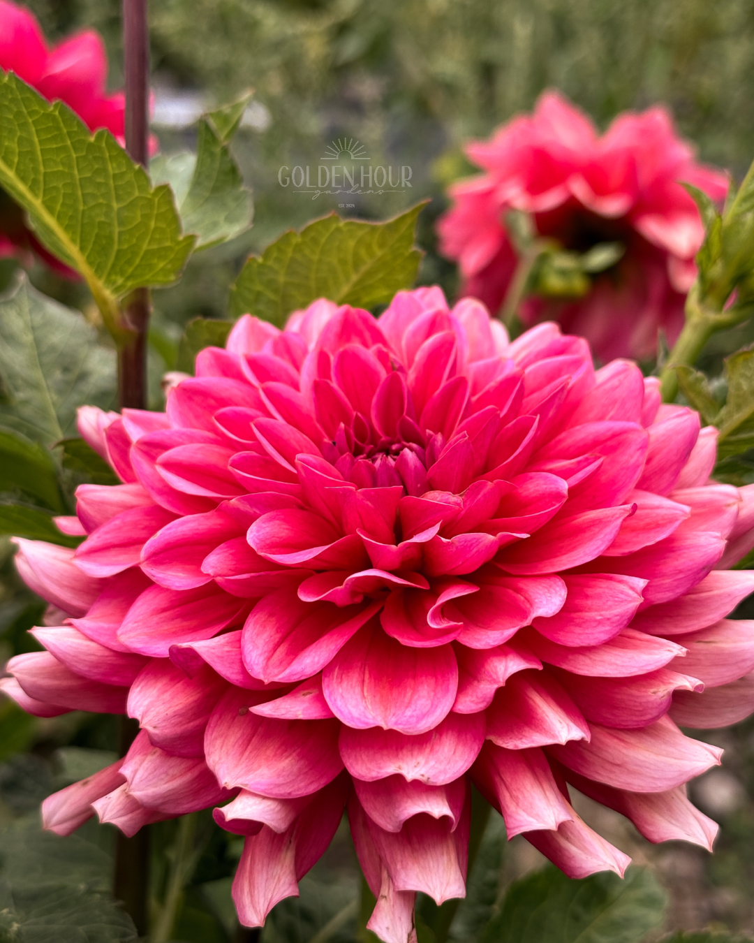 Salmon Runner Dahlia Tuber, Salmon Runner Dahlia Bulb, Salmon Runner Dahlia Flower, Salmon Runner Dahlia Bloom