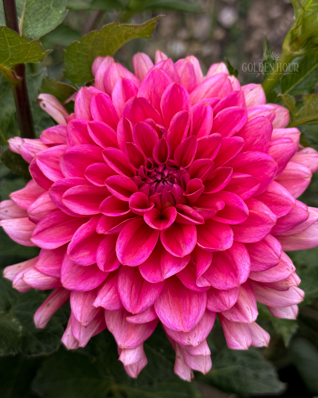 Salmon Runner Dahlia Tuber, Salmon Runner Dahlia Bulb, Salmon Runner Dahlia Flower, Salmon Runner Dahlia Bloom