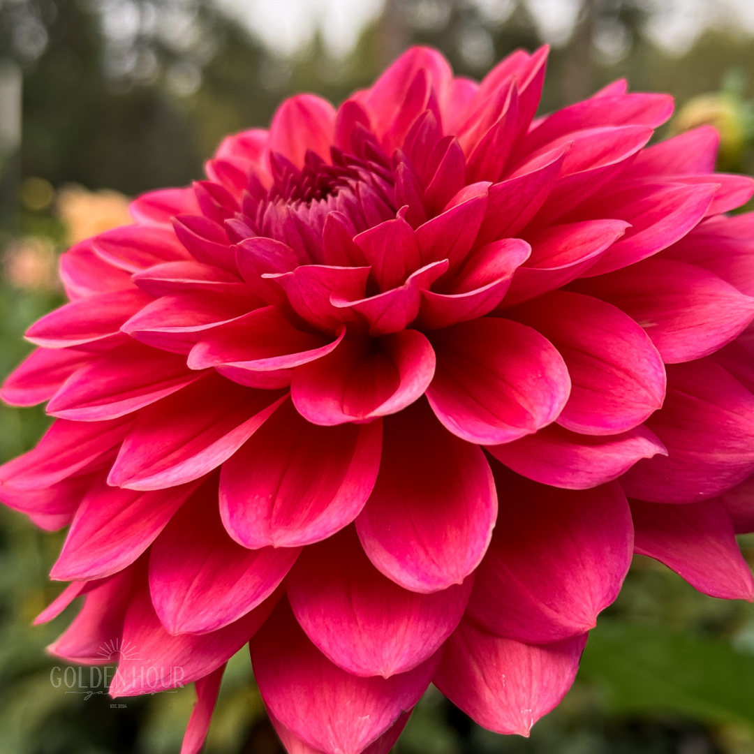 Salmon Runner Dahlia Tuber, Salmon Runner Dahlia Bulb, Salmon Runner Dahlia Flower, Salmon Runner Dahlia Bloom, Salmon Runner Dahlia Sale