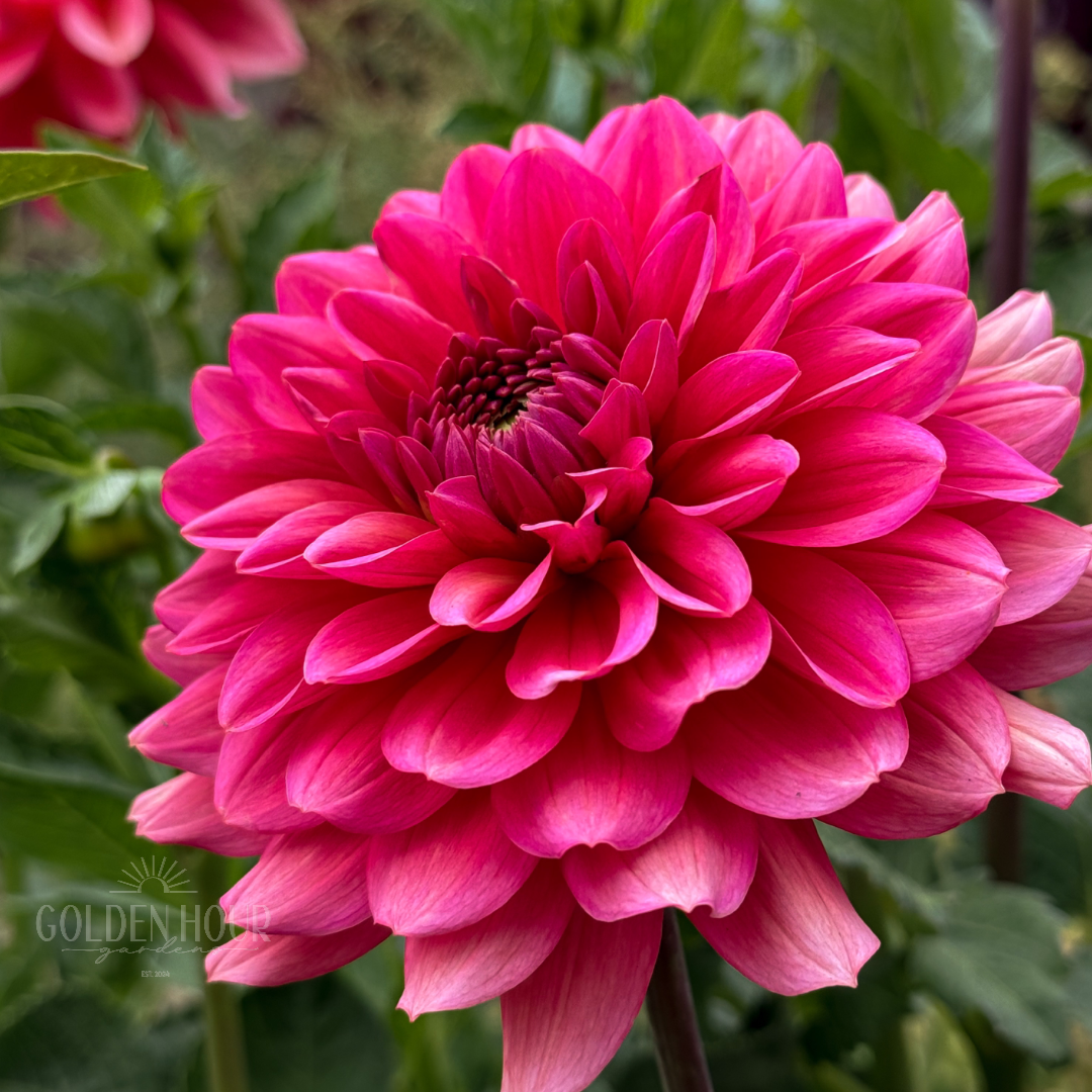 Salmon Runner Dahlia Tuber, Salmon Runner Dahlia Bulb, Salmon Runner Dahlia Flower, Salmon Runner Dahlia Bloom