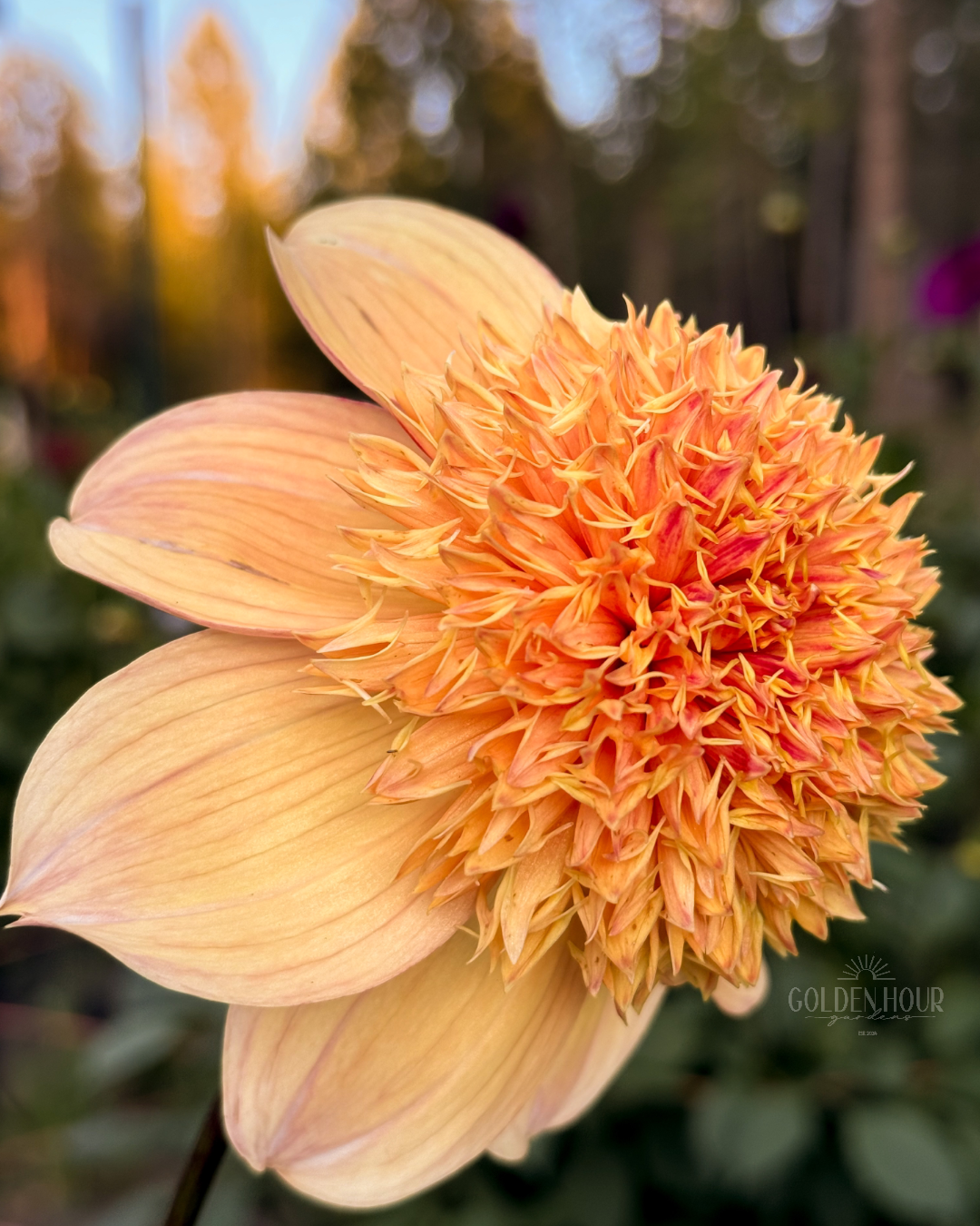 Sandia Brocade Dahlia Tuber, Sandia Brocade Dahlia Flower, Sandia Brocade Dahlia Bulb, Sandia Brocade Dahlia Sale