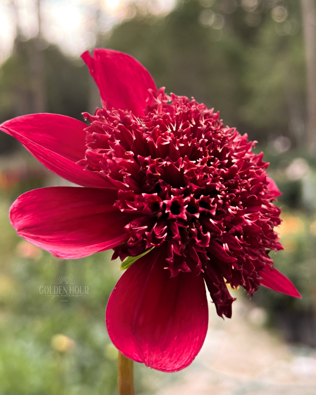 Sandia Garnet Dahlia Tuber, Sandia Garnet Dahlia Flower, Sandia Garnet Dahlia Bulb, Sandia Garnet Dahlia