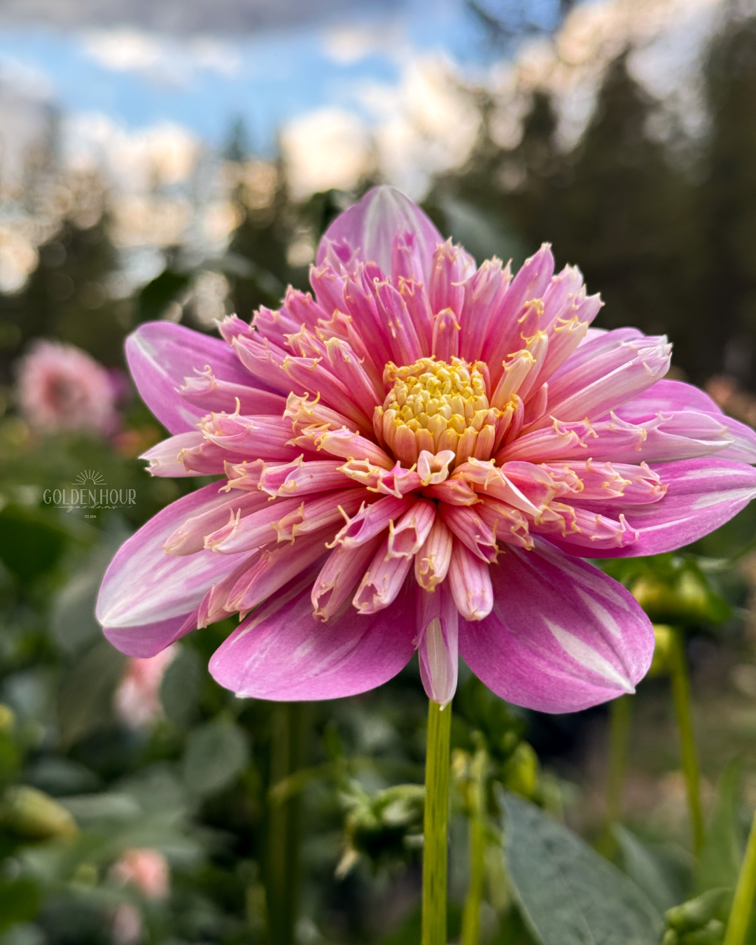 Sandia Pouffe Dahlia Tuber, Sandia Pouffe Dahlia Flower, Sandia Pouffe Dahlia Bulb, Sandia Pouffe Dahlia Sale, Sandia Pouffe Dahlia