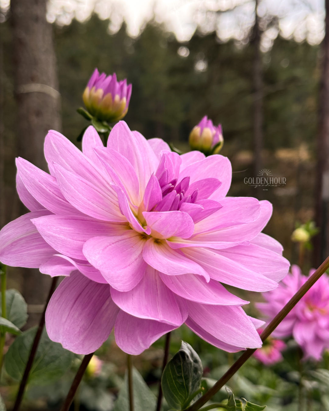 Sandia Shomei Dahlia Tuber, Sandia Shomei Dahlia Bulb, Sandia Shomei Dahlia Flower, Sandia Shomei Dahlia Sale, Sandia Shomei Dahlia