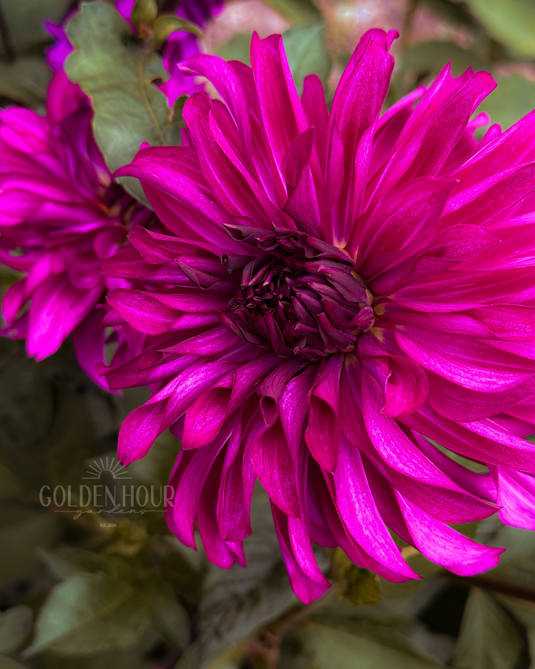 Seabeck's Hilda Dahlia Tuber, Seabeck's Hilda Dahlia Flower, Seabeck's Hilda Dahlia Bulb