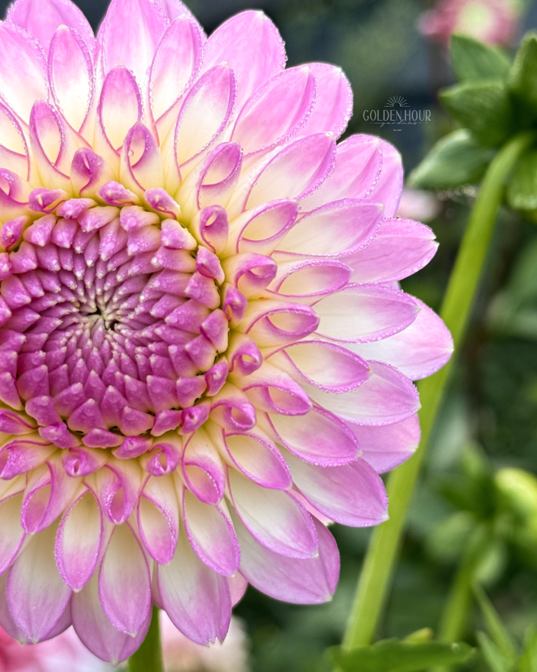 Sefton Silvertop Dahlia Tuber, Sefton Silvertop Dahlia Bulb, Sefton Silvertop Dahlia Flower, Sefton Silvertop Dahlia Sale, Sefton Silvertop Dahlia