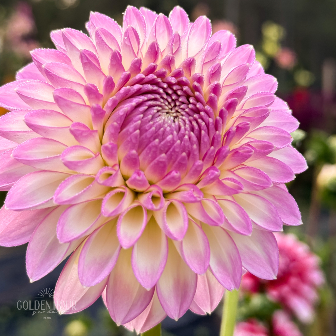 Sefton Silvertop Dahlia Tuber, Sefton Silvertop Dahlia Bulb, Sefton Silvertop Dahlia Flower, Sefton Silvertop Dahlia Sale, Sefton Silvertop Dahlia