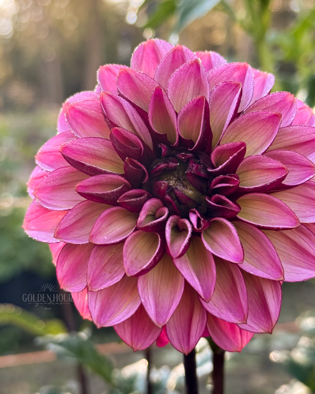 Seniors Hope Dahlia Tuber, Seniors Hope Dahlia Flower, Seniors Hope Dahlia Bulb, Seniors Hope Dahlia