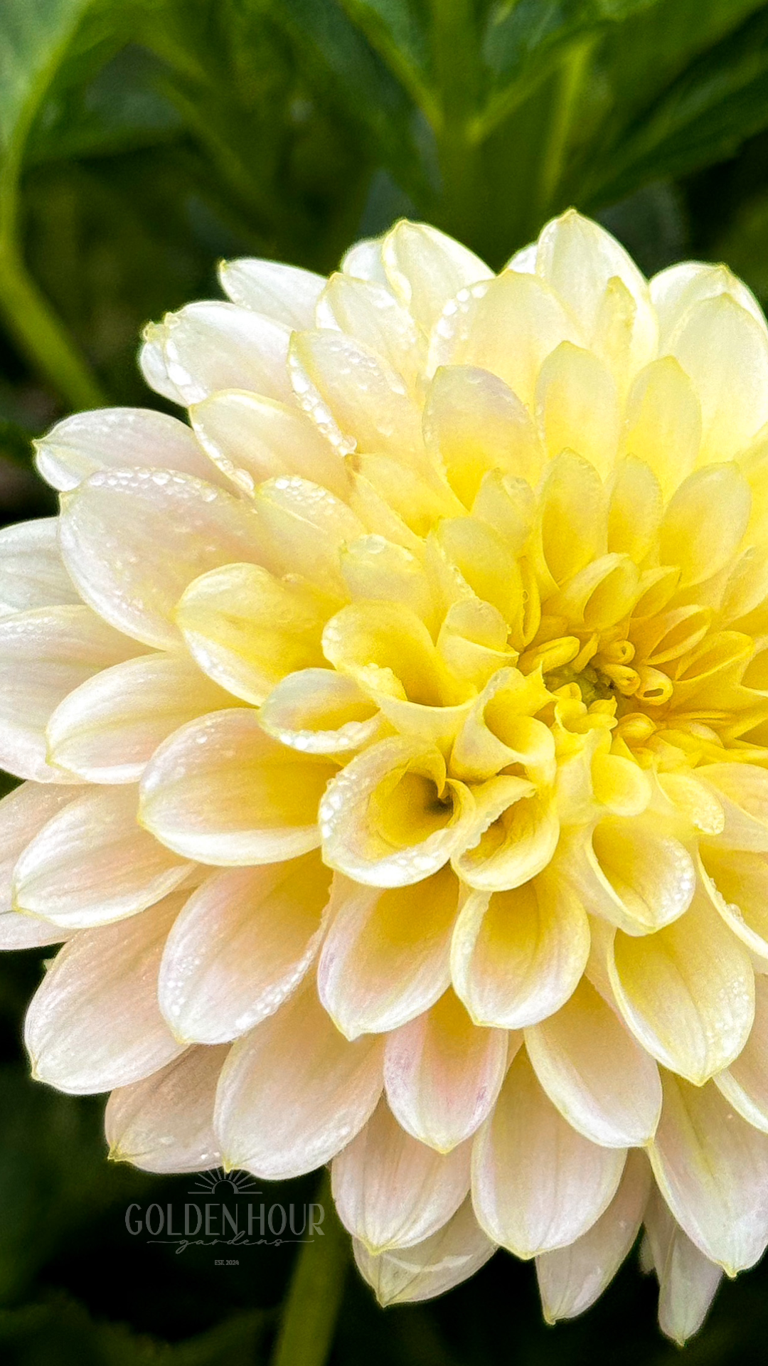 Skipley Moonglow Dahlia Tuber, Skipley Moonglow Dahlia Bulb, Skipley Moonglow Dahlia Flower, Skipley Moonglow Dahlia Bloom