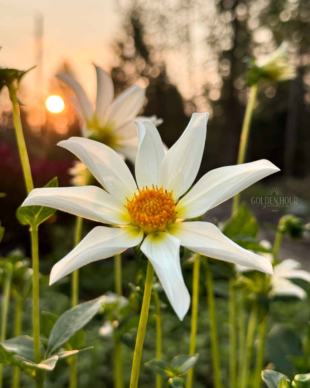 Starchild Dahlia Tuber, Starchild Dahlia Bulb, Starchild Dahlia Flower, Starchild Dahlia Sale, Starchild Dahlia