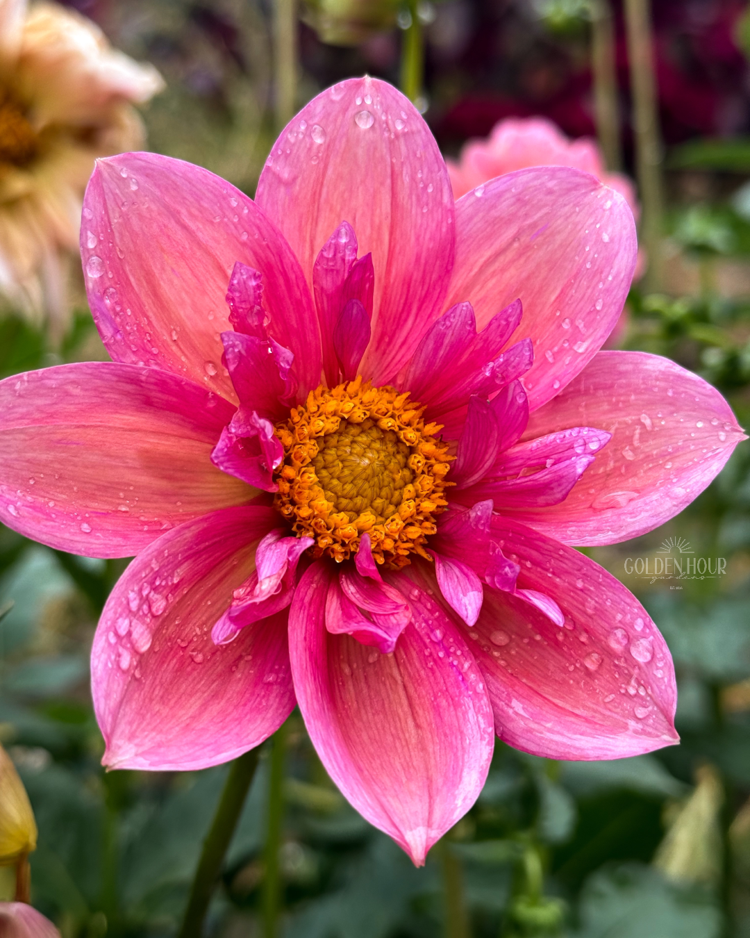 Strawberry Bonbon Dahlia Tuber, Strawberry Bonbon Dahlia Bulb, Strawberry Bonbon Dahlia Flower, Strawberry Bonbon Dahlia Sale, Strawberry Bonbon Dahlia