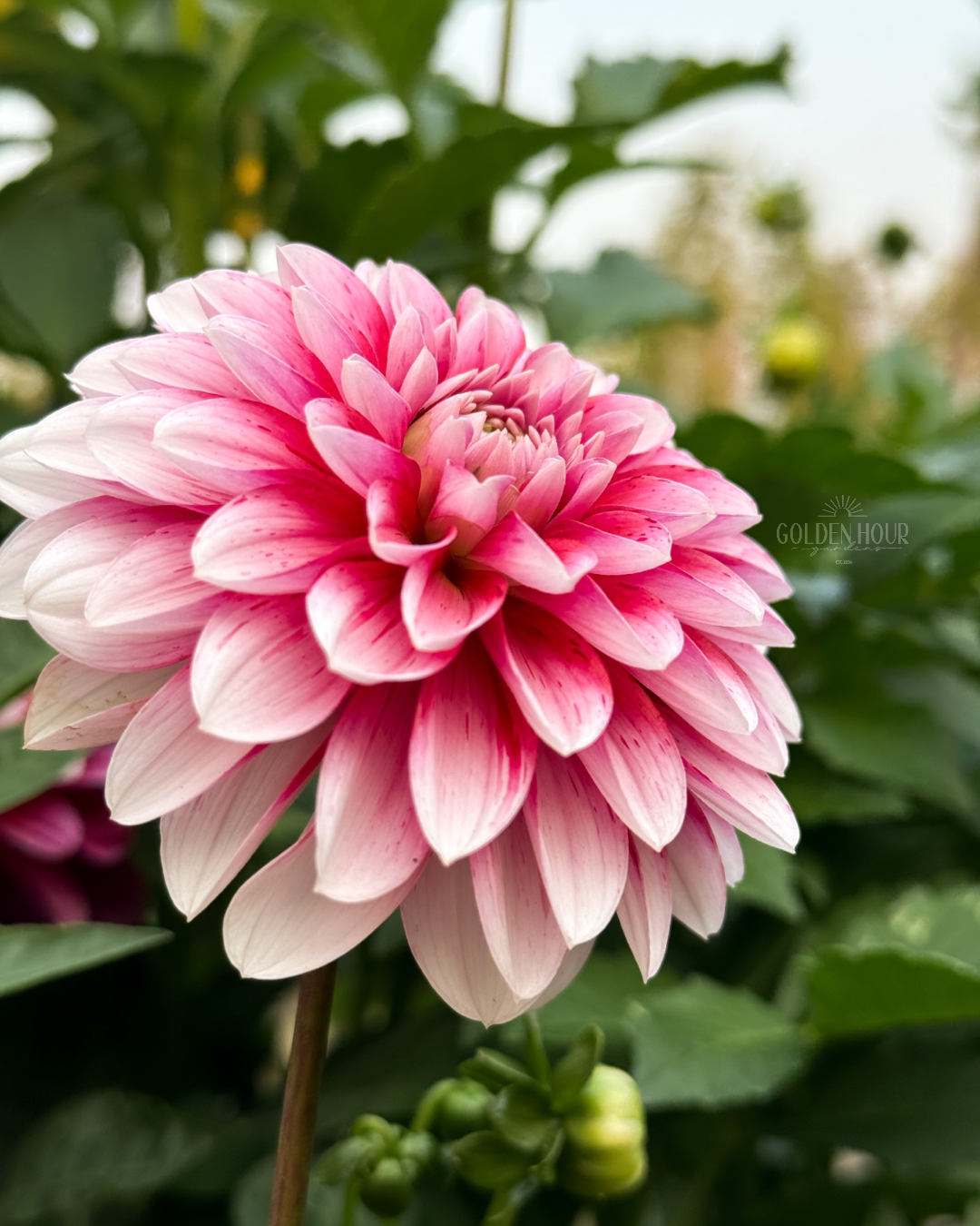 Strawberry Cream Dahlia Tuber, Strawberry Cream Dahlia Bulb, Strawberry Cream Dahlia Flower, Strawberry Cream Dahlia Bloom, Strawberry Cream Dahlia for Sale