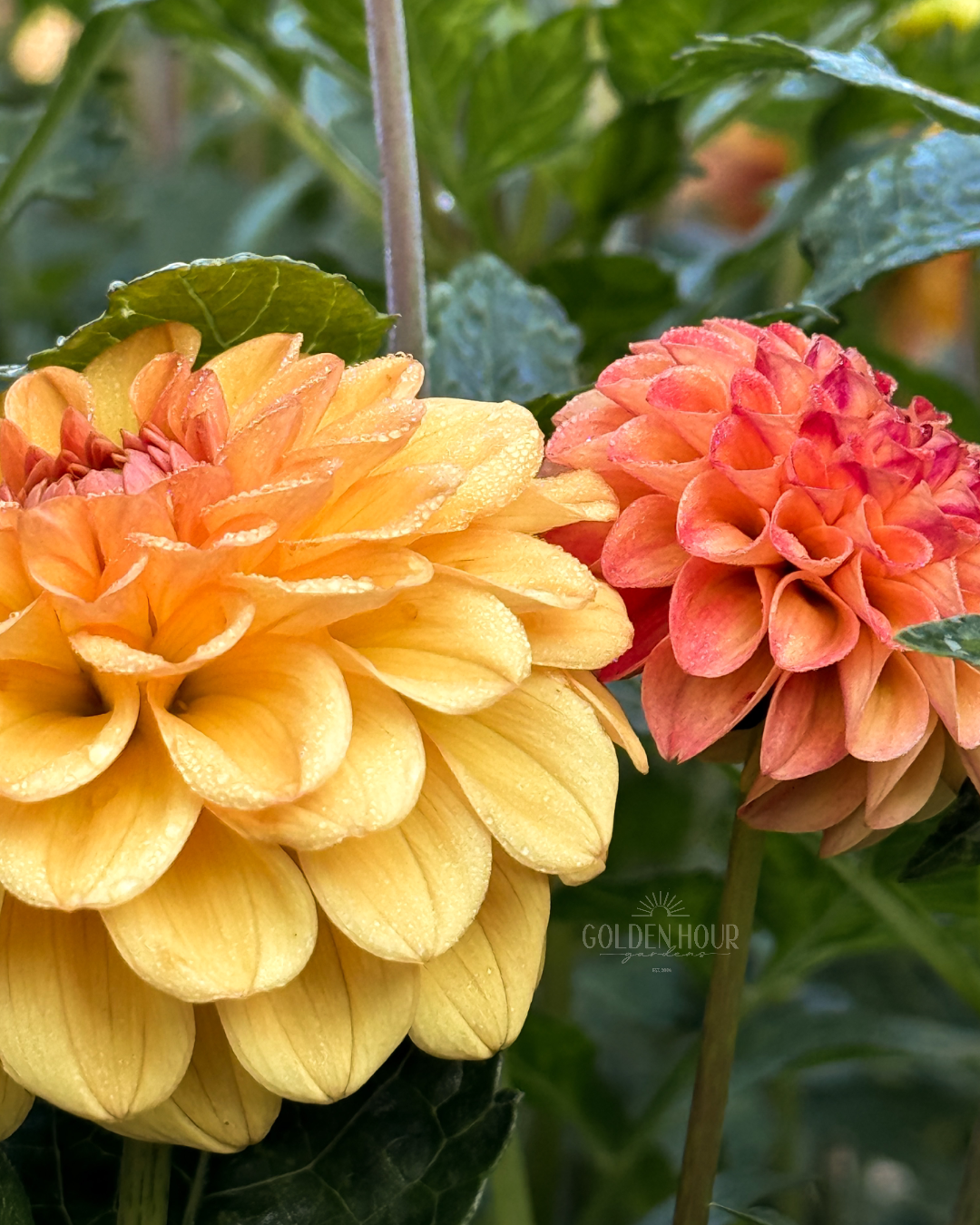 Sugar Daddy Dahlia Tuber, Sugar Daddy Dahlia Bulb, Sugar Daddy Dahlia Flower, Sugar Daddy Dahlia Sale