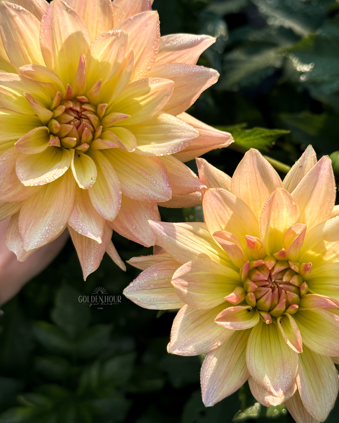 Summer's End Dahlia Tuber, Summer's End Dahlia Bulb, Summer's End Dahlia Flower, Summer's End Dahlia Sale, Summer's End Dahlia