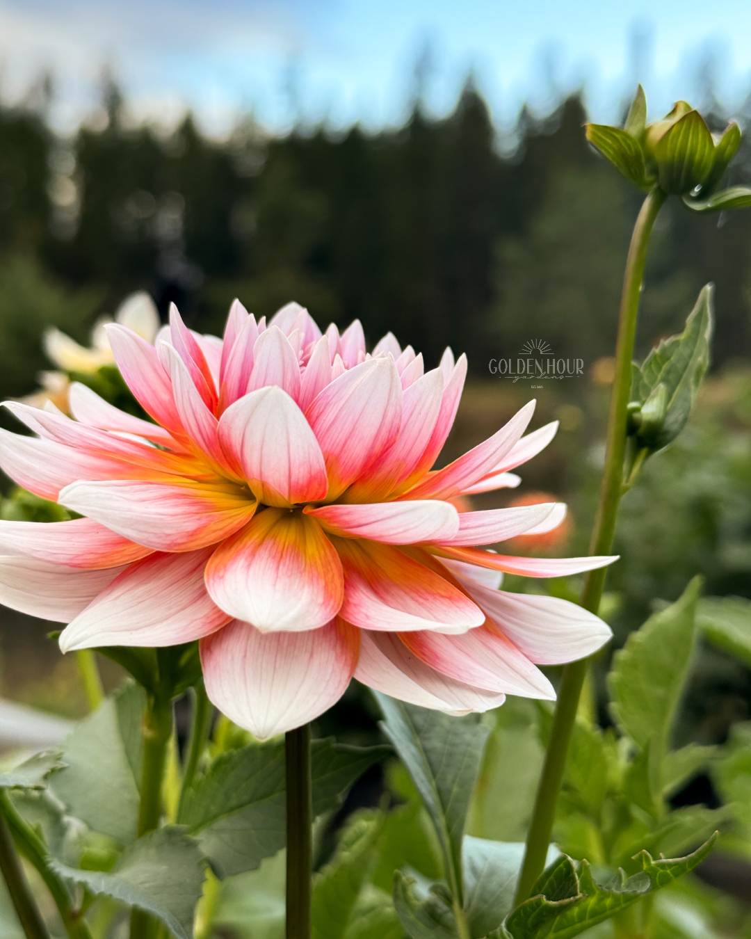Summit Festival Dahlia Tuber, Summit Festival Dahlia Bulb, Summit Festival Dahlia Flower, Summit Festival Dahlia Sale, Summit Festival Dahlia