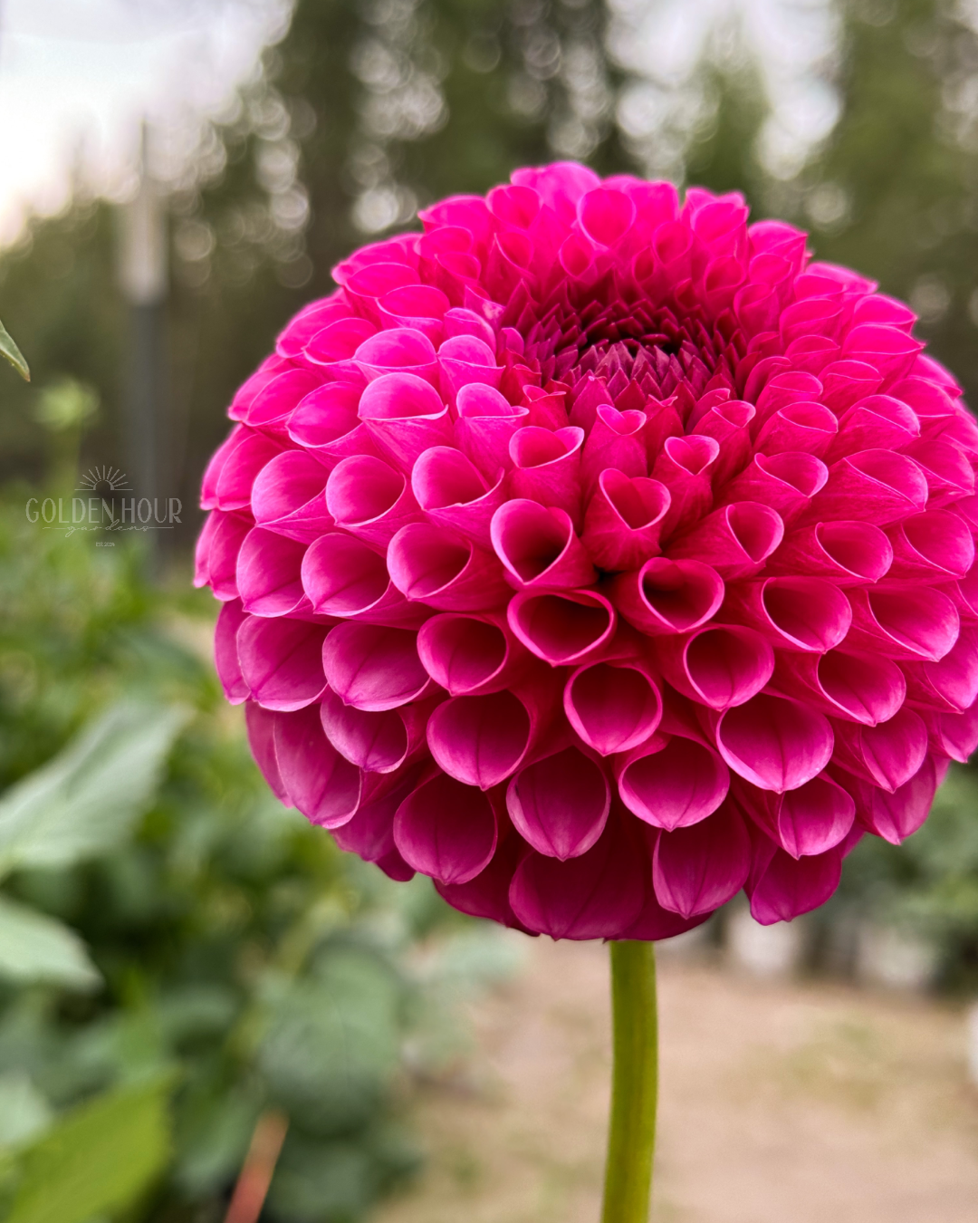 Tahoma April Dahlia Tuber, Tahoma April Dahlia Bulb, Tahoma April Dahlia Flower, Tahoma April Dahlia Sale