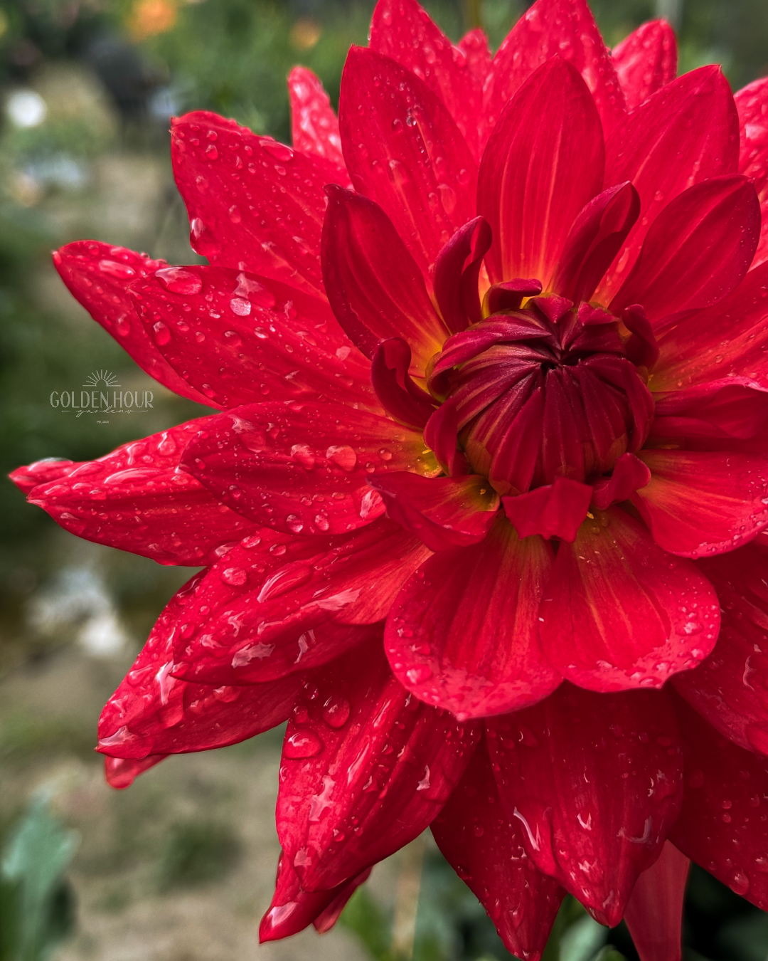 Taratahi Ruby Dahlia Tuber, Taratahi Ruby Dahlia Bulb, Taratahi Ruby Dahlia Flower, Taratahi Ruby Dahlia For Sale