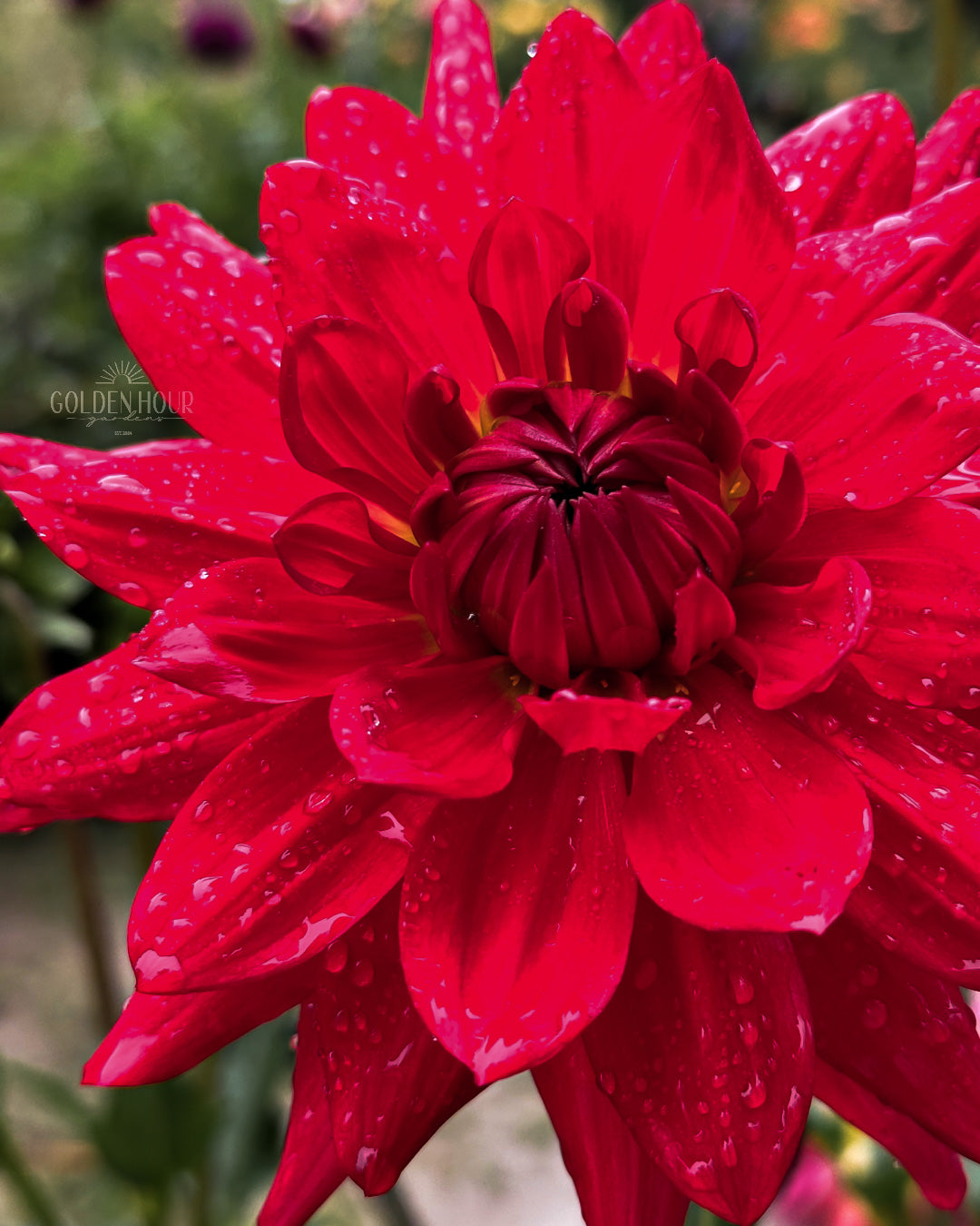 Taratahi Ruby Dahlia Tuber, Taratahi Ruby Dahlia Bulb, Taratahi Ruby Dahlia Flower, Taratahi Ruby Dahlia For Sale
