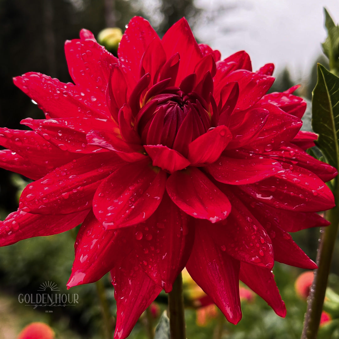 Taratahi Ruby Dahlia Tuber, Taratahi Ruby Dahlia Bulb, Taratahi Ruby Dahlia Flower, Taratahi Ruby Dahlia For Sale