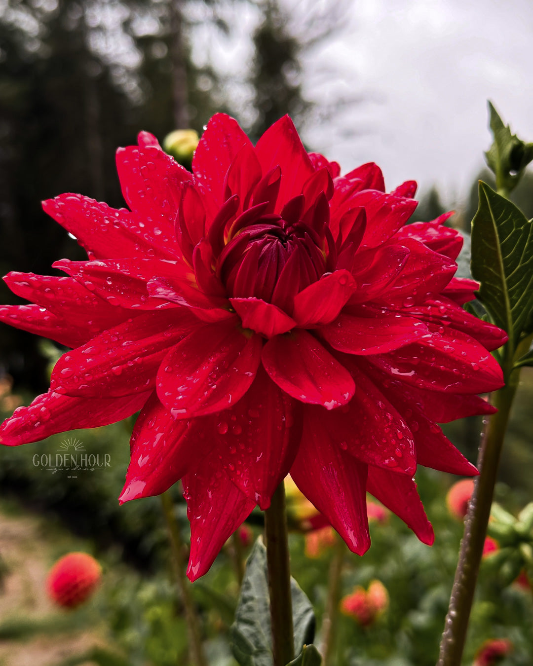 Taratahi Ruby Dahlia Tuber, Taratahi Ruby Dahlia Bulb, Taratahi Ruby Dahlia Flower, Taratahi Ruby Dahlia For Sale