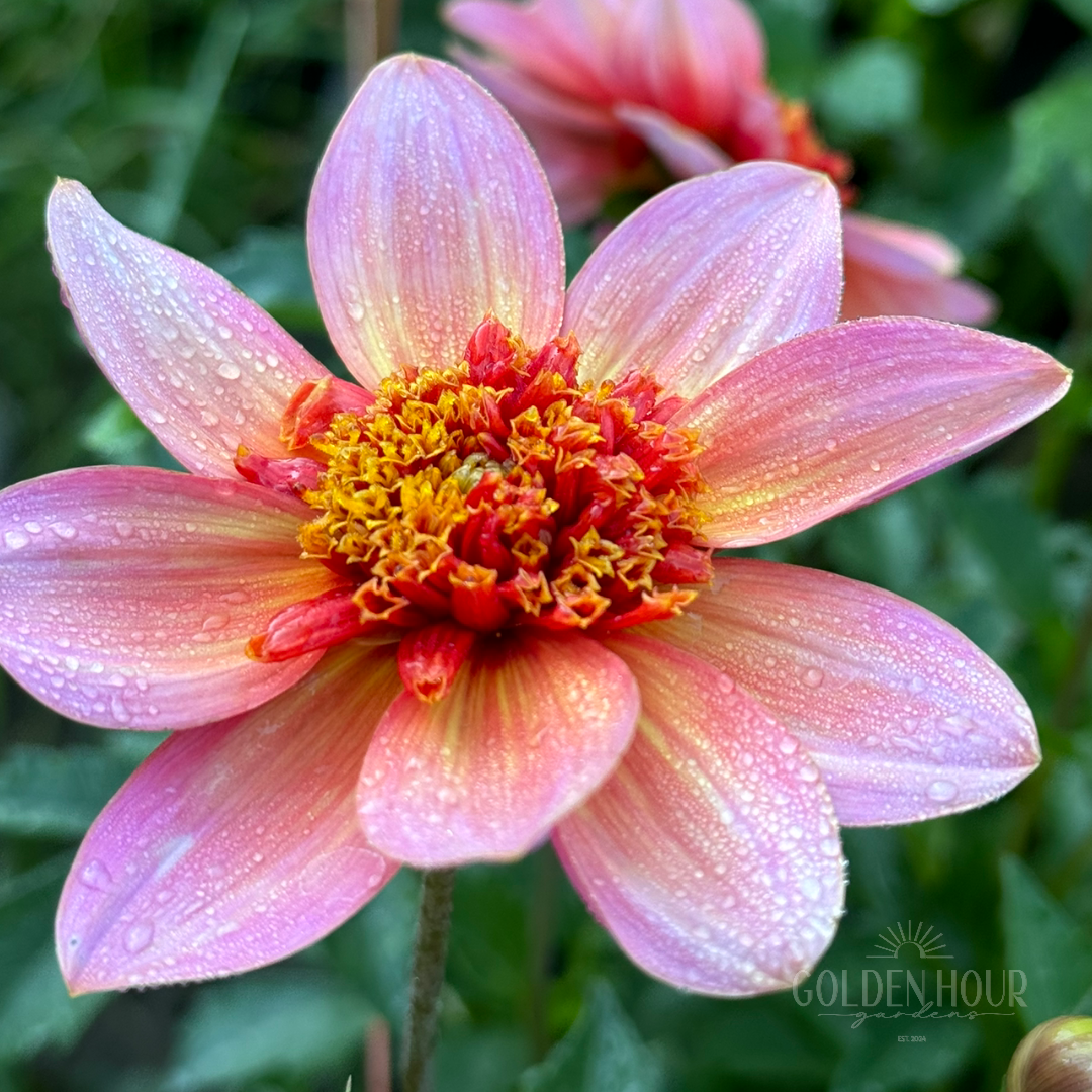 Totally Tangerine Dahlia Bulb, Totally Tangerine Dahlia Tuber, Totally Tangerine Dahlia Flower, Totally Tangerine Dahlia Bloom