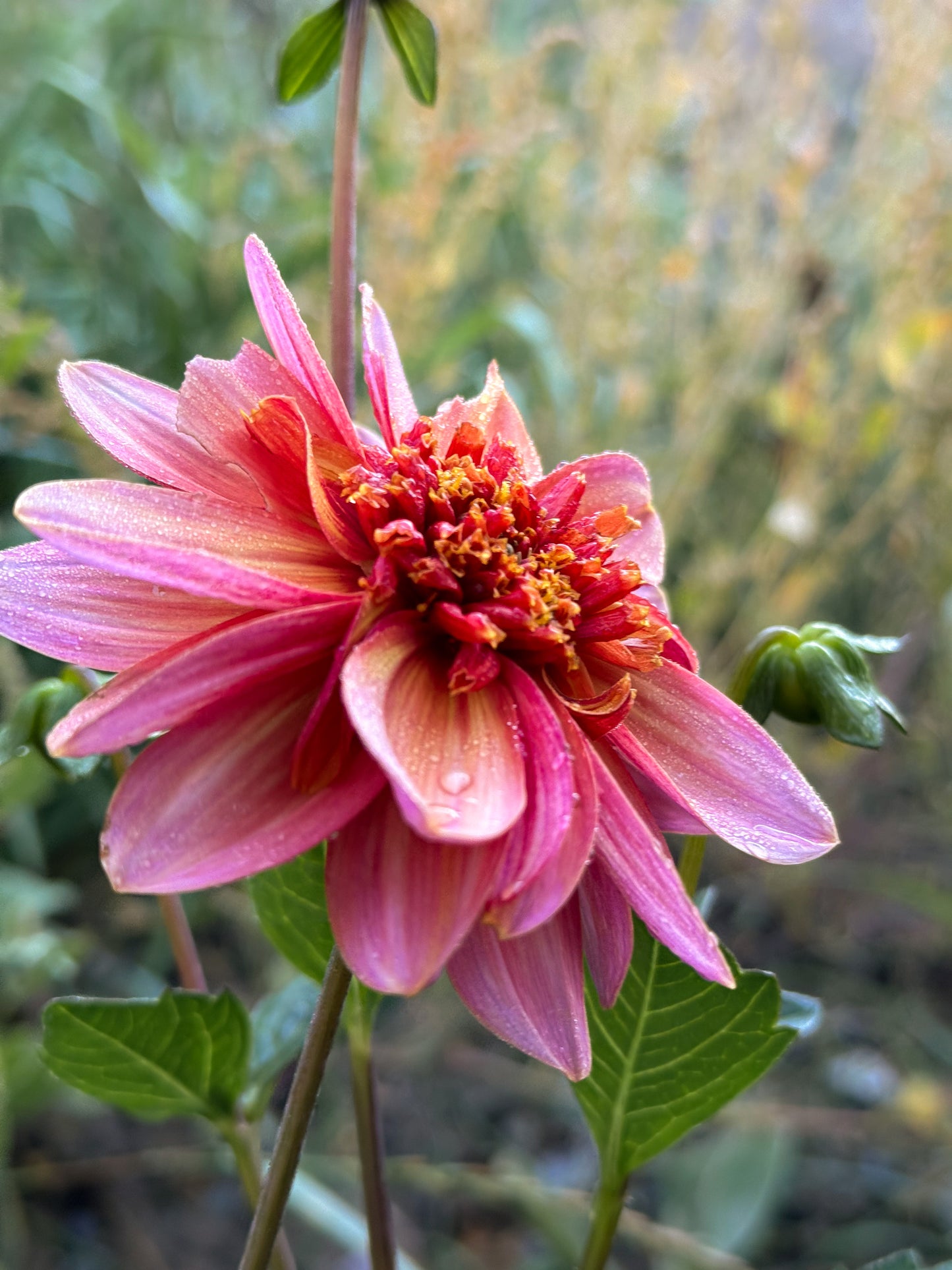 Totally Tangerine Dahlia Bulb, Totally Tangerine Dahlia Tuber, Totally Tangerine Dahlia Flower, Totally Tangerine Dahlia Bloom