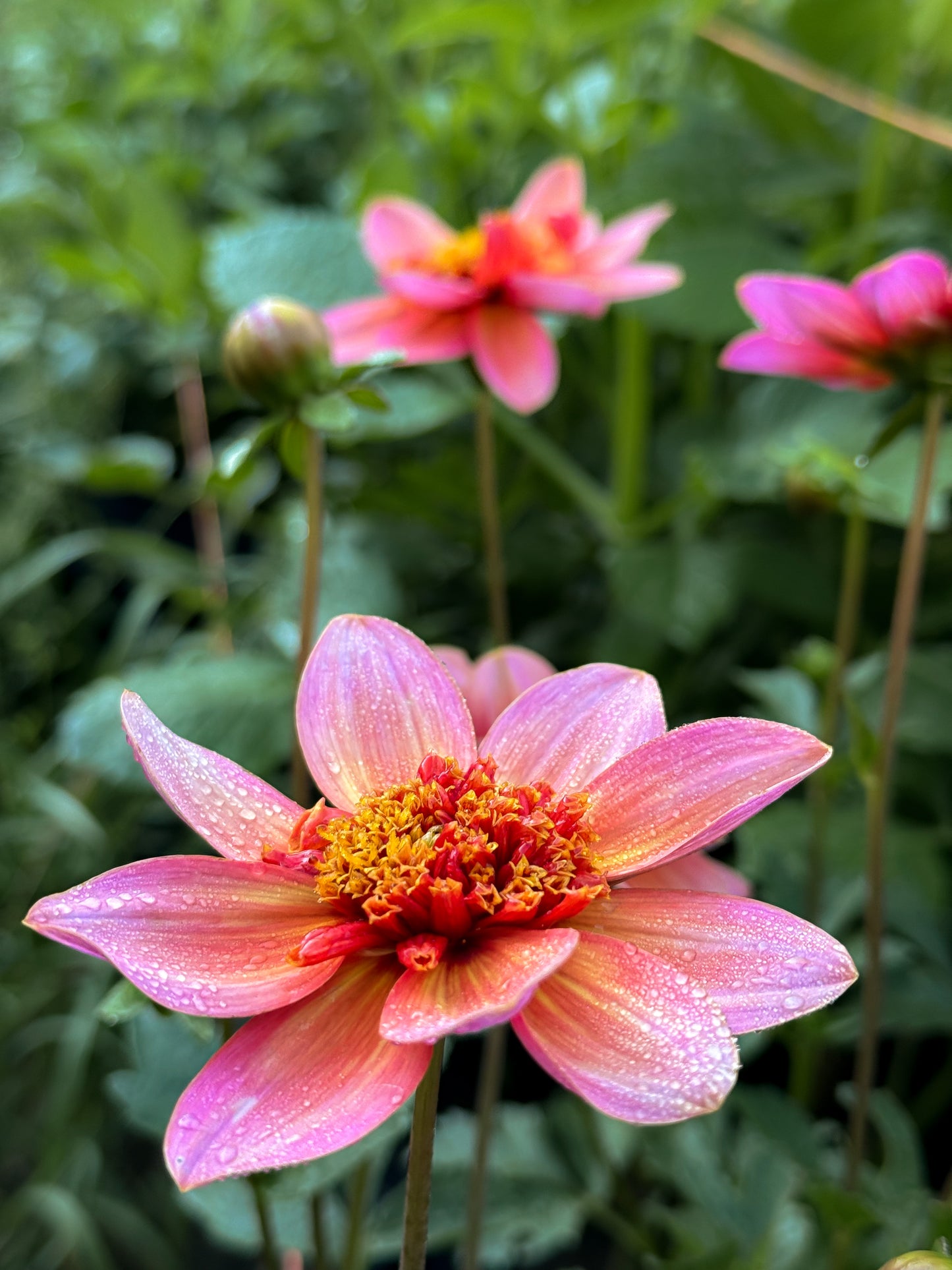 Totally Tangerine Dahlia Bulb, Totally Tangerine Dahlia Tuber, Totally Tangerine Dahlia Flower, Totally Tangerine Dahlia Bloom
