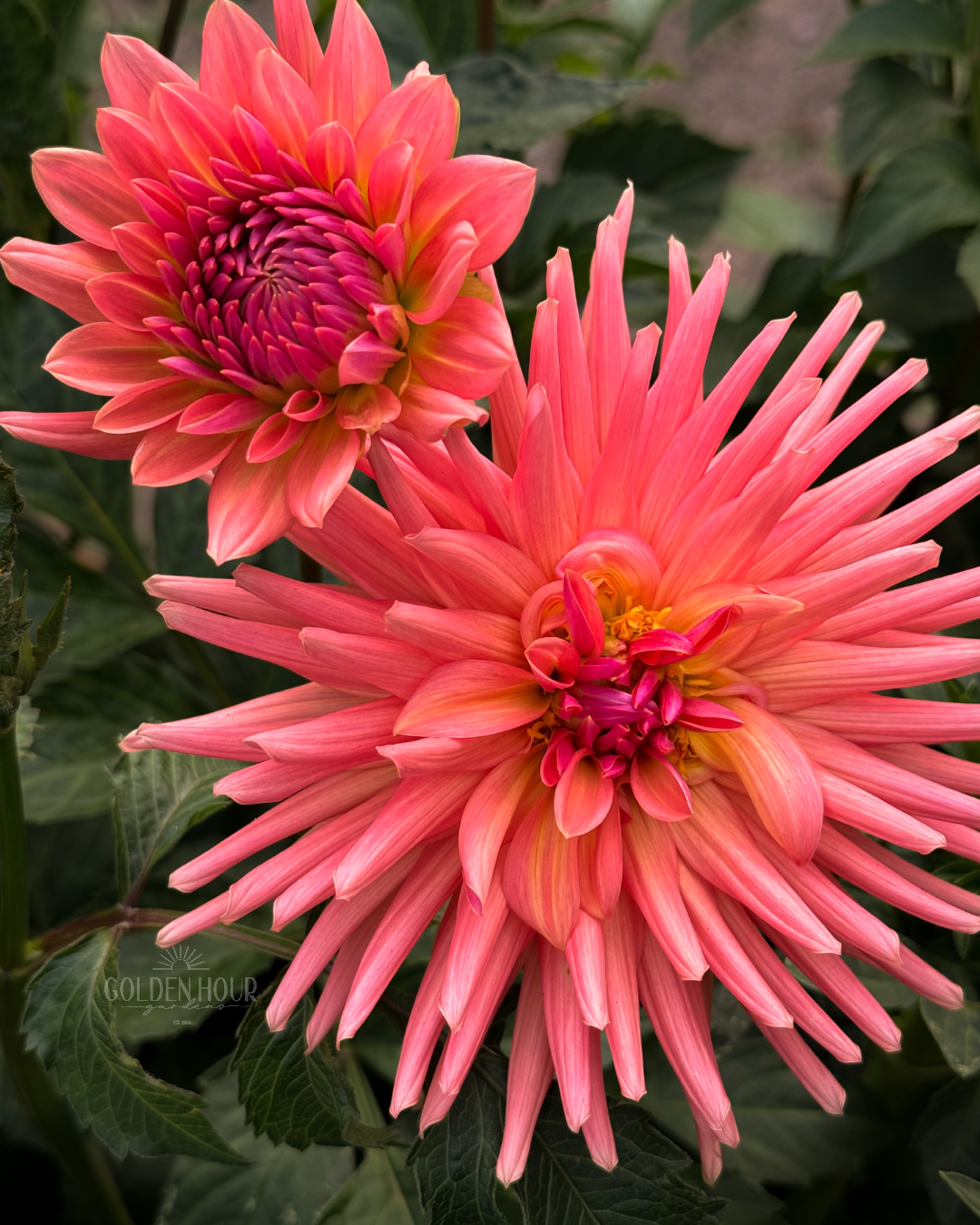 Touche Dahlia Tuber, Touche Dahlia Flower, Touche Dahlia Bulb, Touche Dahlia for Sale, Touche Dahlia Bloom