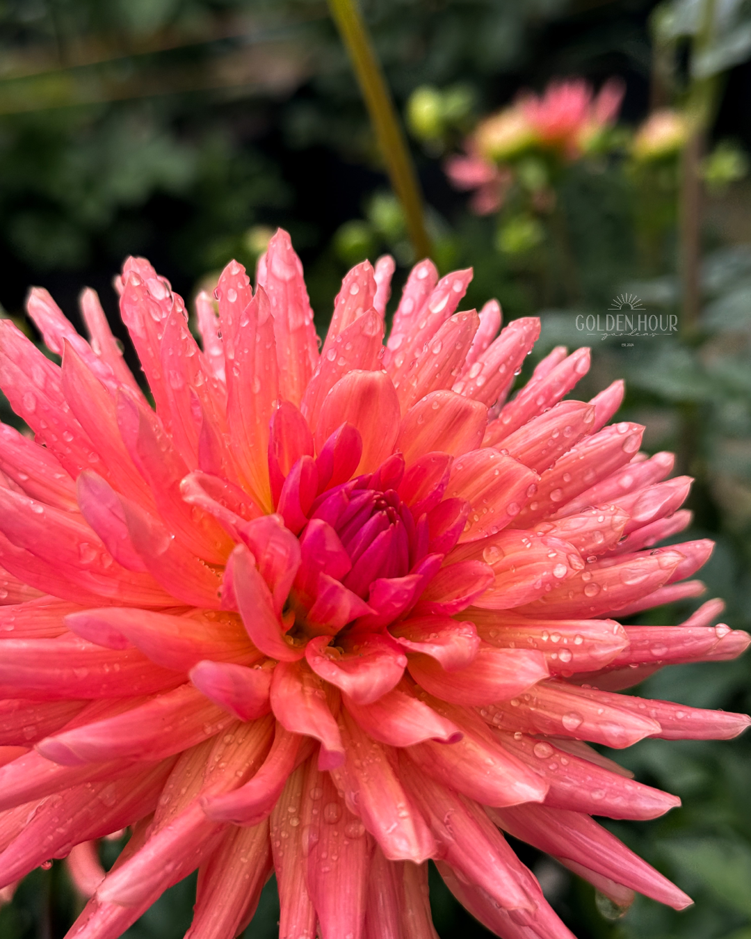 Touche Dahlia Tuber, Touche Dahlia Flower, Touche Dahlia Bulb, Touche Dahlia for Sale, Touche Dahlia Bloom