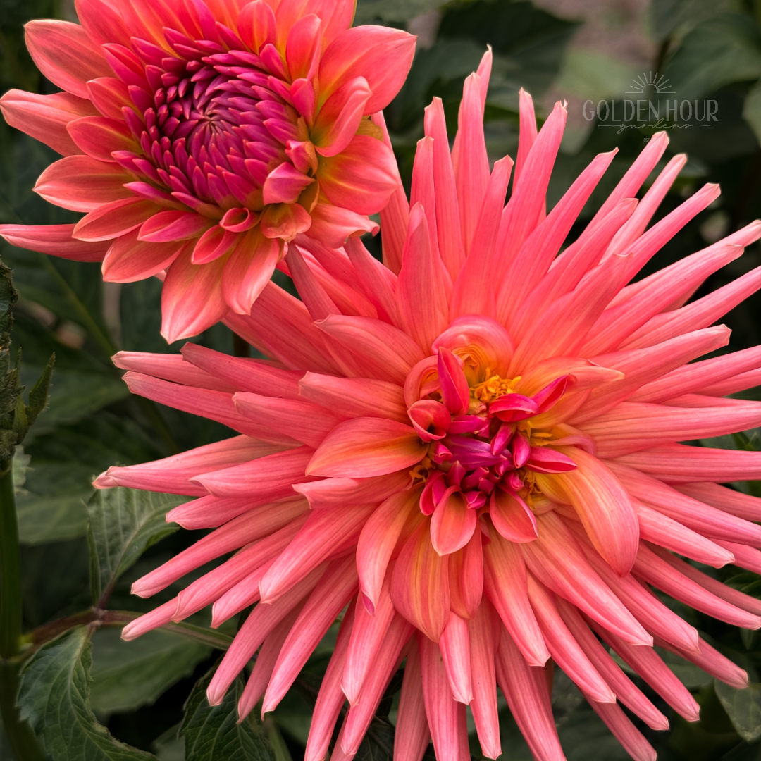 Touche Dahlia Tuber, Touche Dahlia Flower, Touche Dahlia Bulb, Touche Dahlia for Sale, Touche Dahlia Bloom