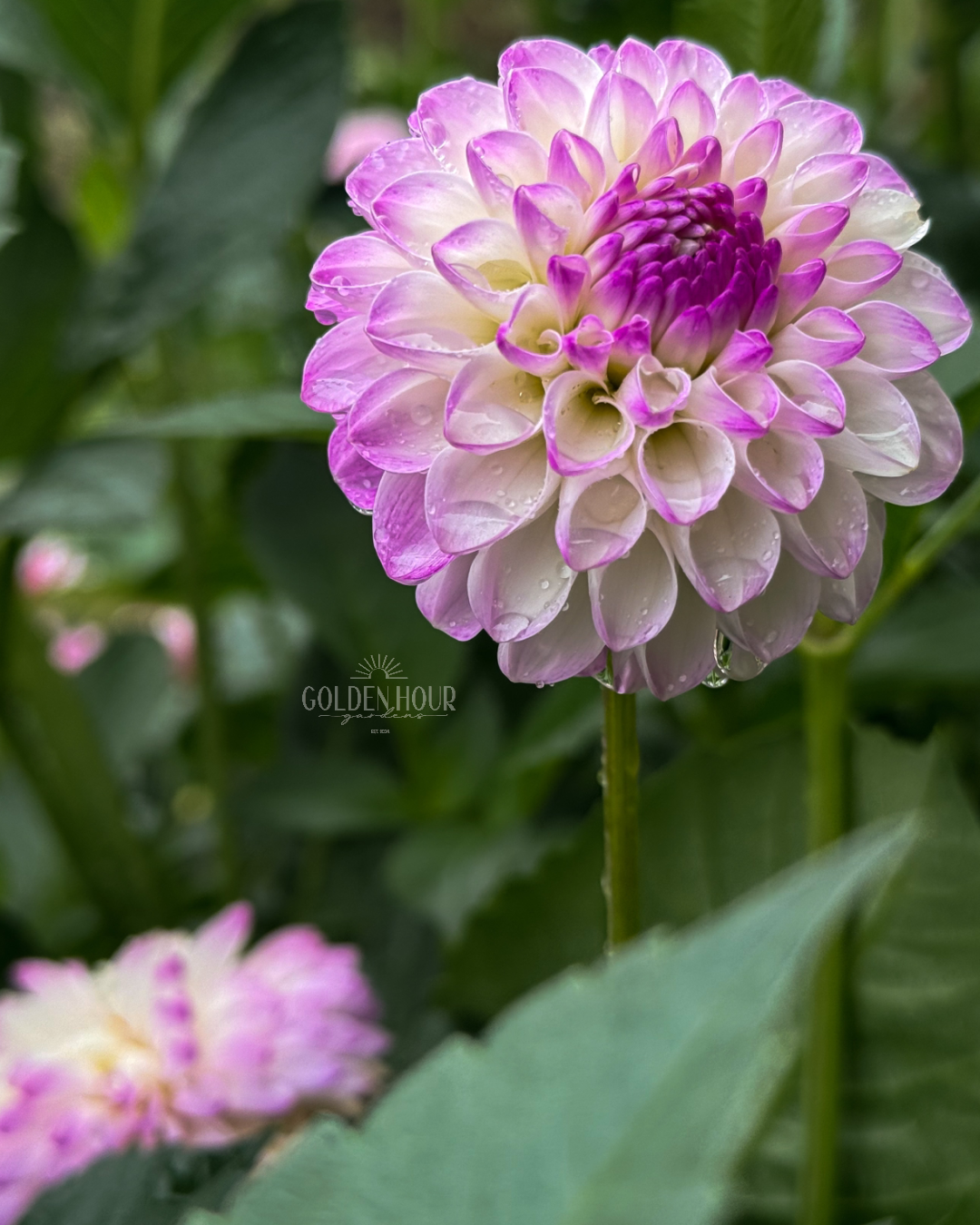 Treby Dainty Dahlia Tuber, Treby Dainty Dahlia Bulb, Treby Dainty Dahlia Flower, Treby Dainty Dahlia Bloom
