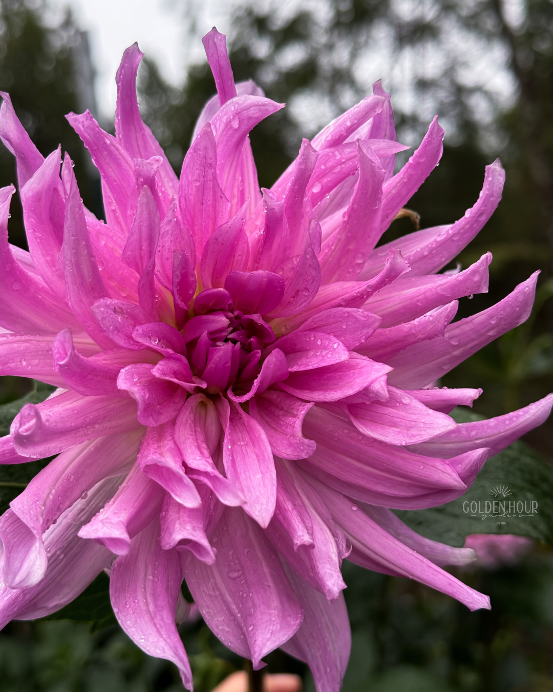 Unicorn Dreams Dahlia Tuber, Unicorn Dreams Dahlia Bulb, Unicorn Dreams Dahlia Flower, Unicorn Dreams Dahlia Sale, Unicorn Dreams Dahlia