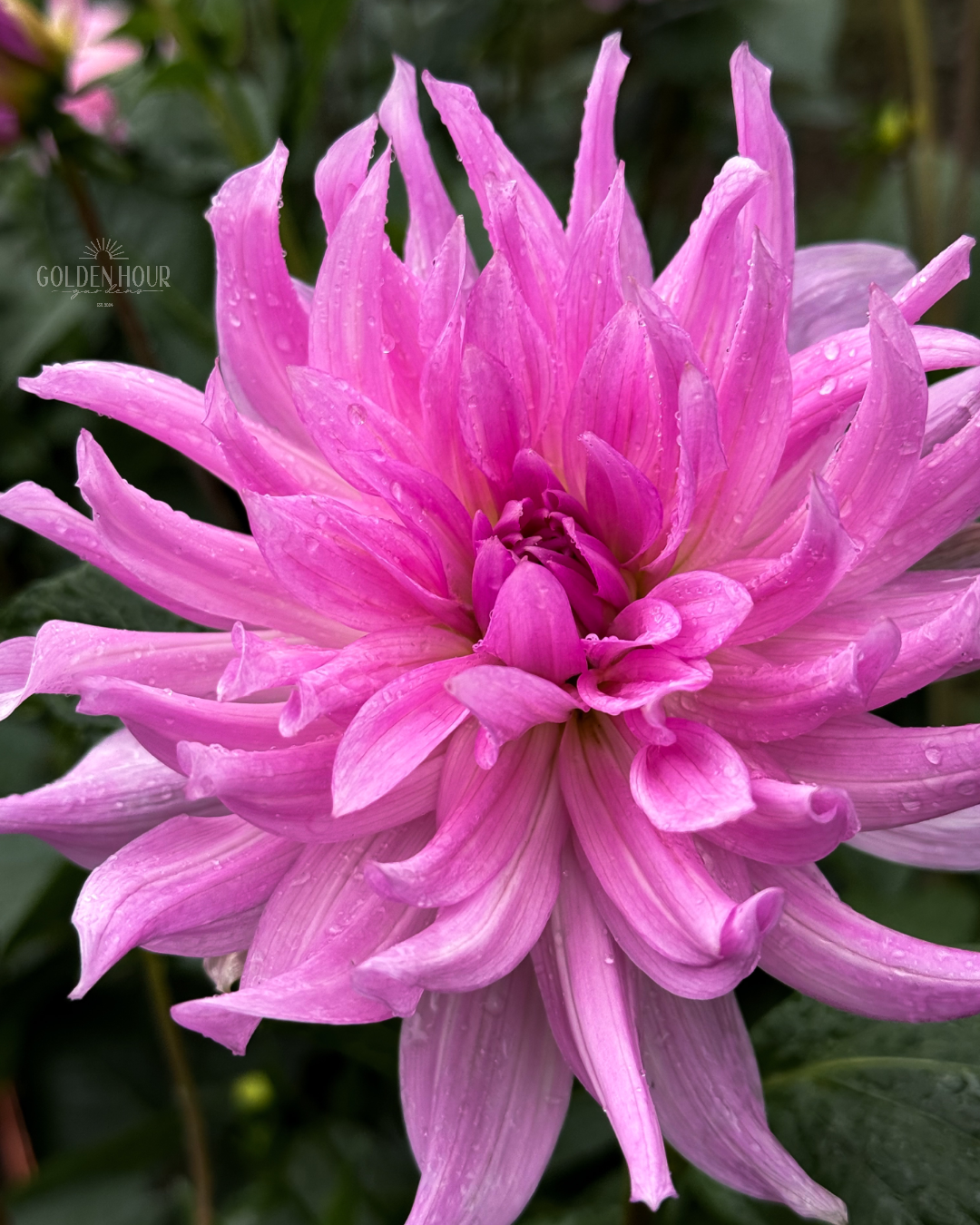 Unicorn Dreams Dahlia Tuber, Unicorn Dreams Dahlia Bulb, Unicorn Dreams Dahlia Flower, Unicorn Dreams Dahlia Sale, Unicorn Dreams Dahlia