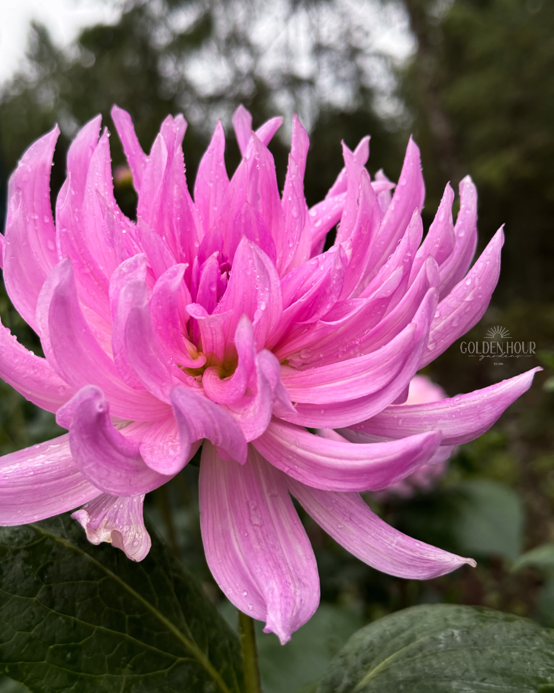 Unicorn Dreams Dahlia Tuber, Unicorn Dreams Dahlia Bulb, Unicorn Dreams Dahlia Flower, Unicorn Dreams Dahlia Sale, Unicorn Dreams Dahlia