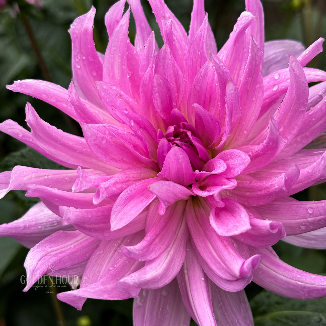 Unicorn Dreams Dahlia Tuber, Unicorn Dreams Dahlia Bulb, Unicorn Dreams Dahlia Flower, Unicorn Dreams Dahlia Sale, Unicorn Dreams Dahlia