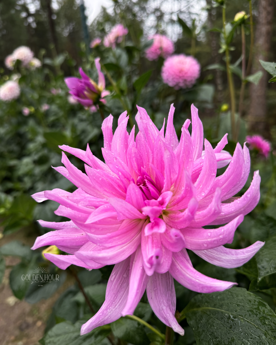 Unicorn Dreams Dahlia Tuber, Unicorn Dreams Dahlia Bulb, Unicorn Dreams Dahlia Flower, Unicorn Dreams Dahlia Sale, Unicorn Dreams Dahlia